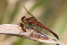 Sympetrum pedemontanum